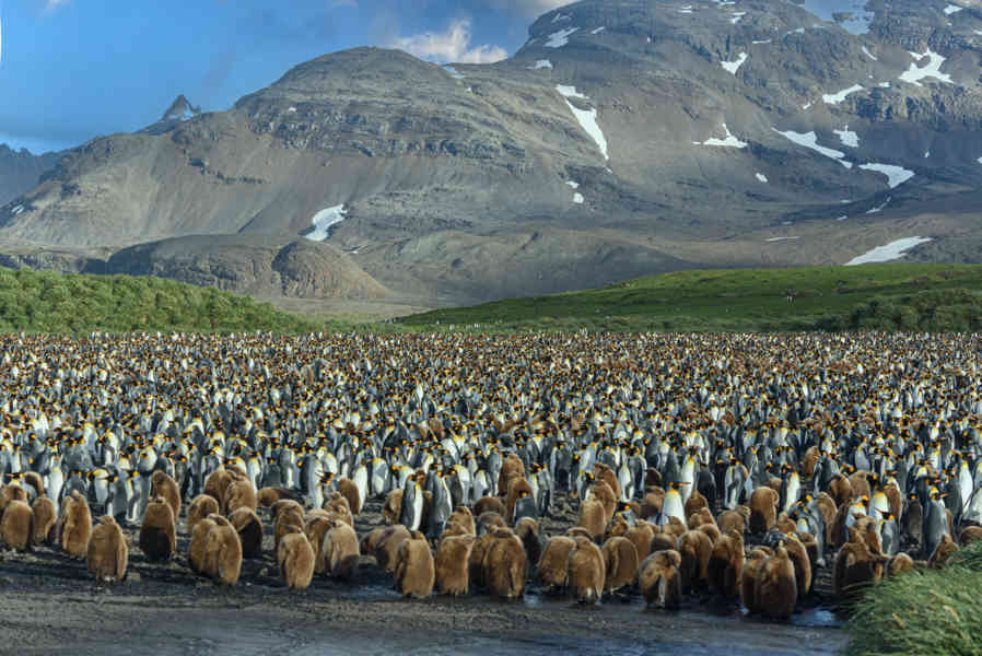 Pingüino Rey - islas Georgias del Sur 009.jpg
